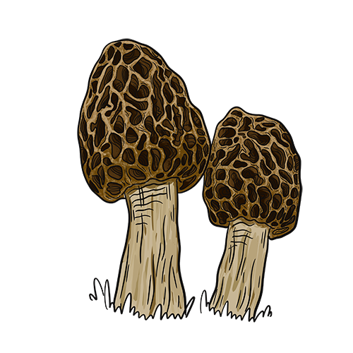 Hongos