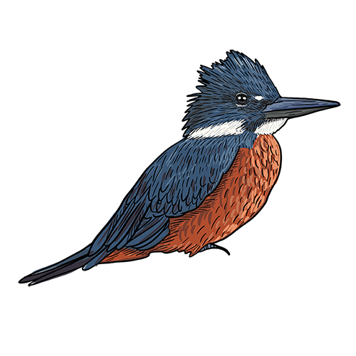 Pajaro